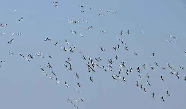 Tekirdağ Şarköy'de gökyüzü Pelikanlarla doldu: Muhteşem göç görüntülendi!