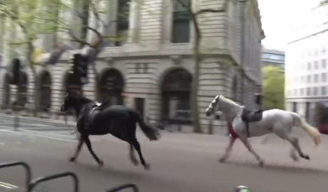 Londra'da sokaklarda başıboş gezen atlar panik yarattı: 1 at ve 4 kişi yaralandı!