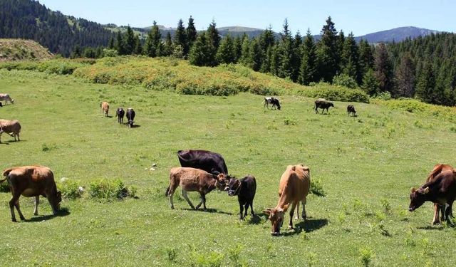 Kastamonu Taşköprü'de hayvan otlatan şahıs merada ölü bulundu!