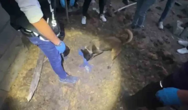 Kastamonu'da narkotik köpeği "Ceku" sayesinde 3 şahıs tutuklandı!