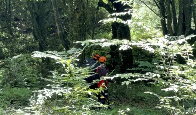 Düzce'de ayı saldırısı senaryosu: 10 kampçı kayboldu!