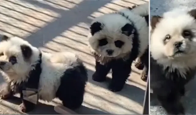 Çin'de "Panda" olarak sergilenen köpekler tartışma yarattı