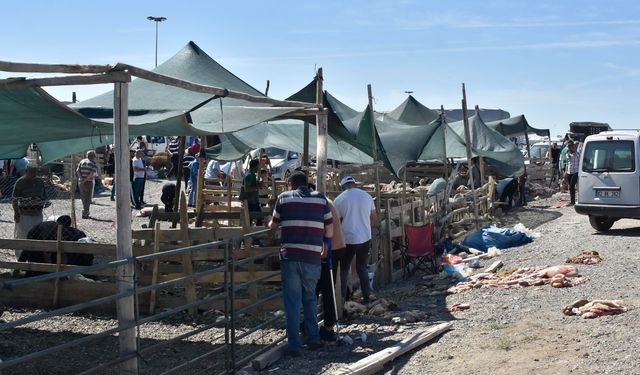 Konya'da kurban pazarı izinsiz kuruldu: Kaçak kurban kesimi yapıldı