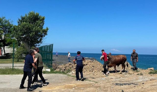 Zonguldak'ta kesim için bekleyen boğa denize kaçtı