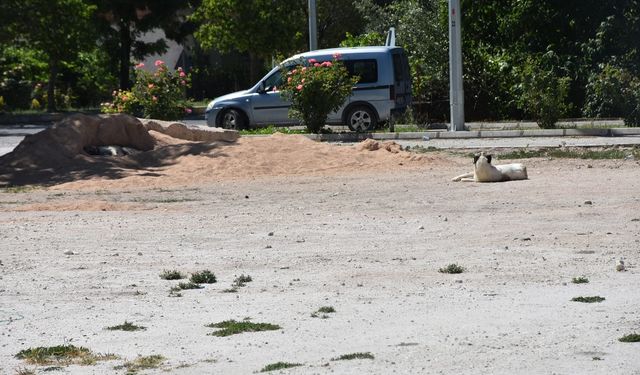 Niğde'de kuduz şüphesiyle karantinaya alınan mahallede risk yok