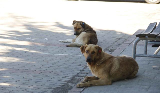 Şanlıurfa'da başıboş köpekler 50 yaşındaki kadını hastanelik etti!