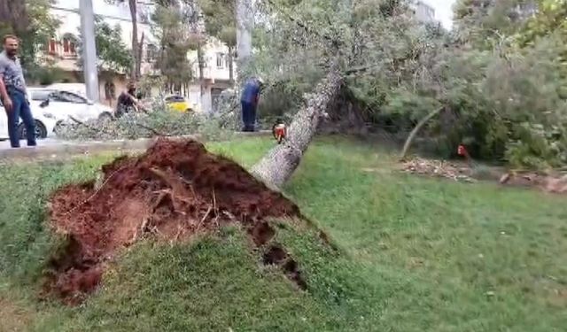 Gaziantep'te felaket: Şiddetli rüzgarla çatılar uçtu, ağaçlar kökünden söküldü!