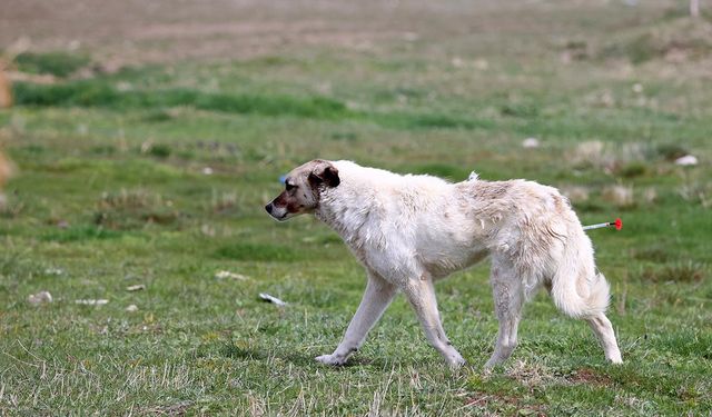 Hatay Samandağ'da sahipsiz köpek saldırısı: Motosikletli kadın yaralandı