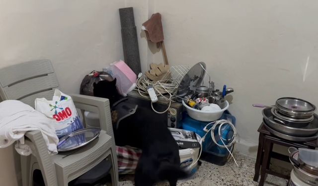 Polis köpeği ile yapılan operasyonda uyuşturucu bulundu