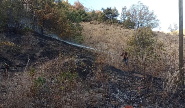 Çorum Oğuzlar'da orman yangını!