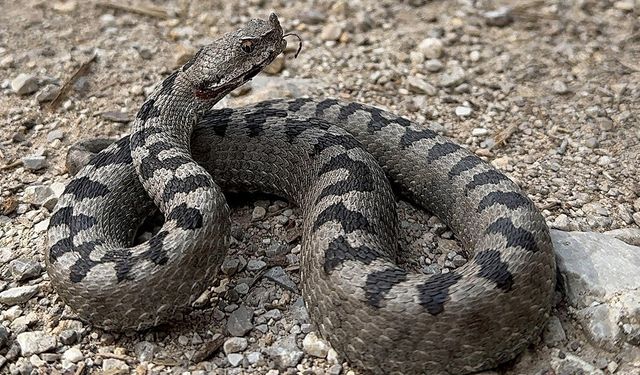 Bolu'da nadir görülen zehirli boynuzlu engerek yılanı görüntülendi