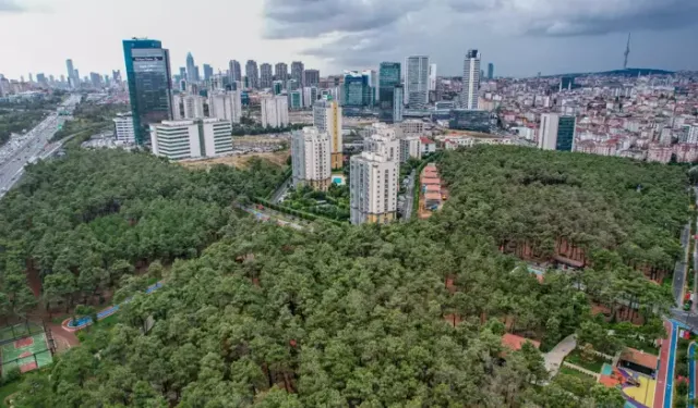 Ümraniye’de yeşil alanlar yeşermeye devam ediyor: 40 bin ağaçla şehre yeni bir soluk!
