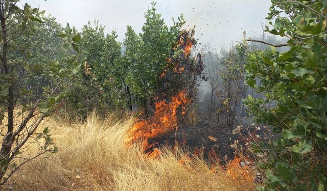 Diyarbakır Lice'de örtü yangını: Ekipler müdahale ediyor