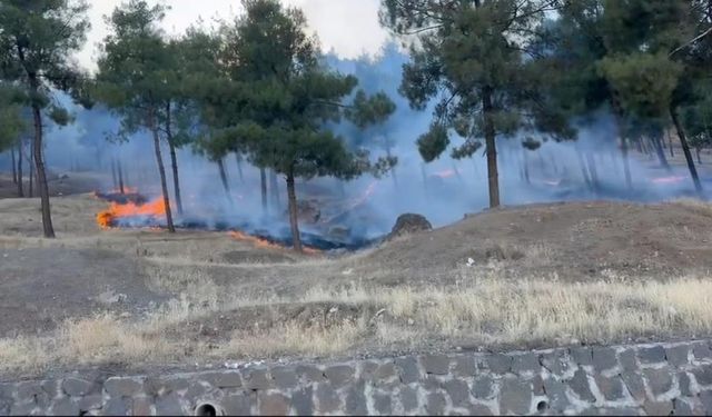 Gaziantep'te orman yangını: 2 dönüm ormanlık alan zarar gördü!