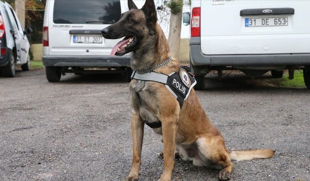 Narkotik dedektör köpeği tırda çeşitli türde zehir buldu