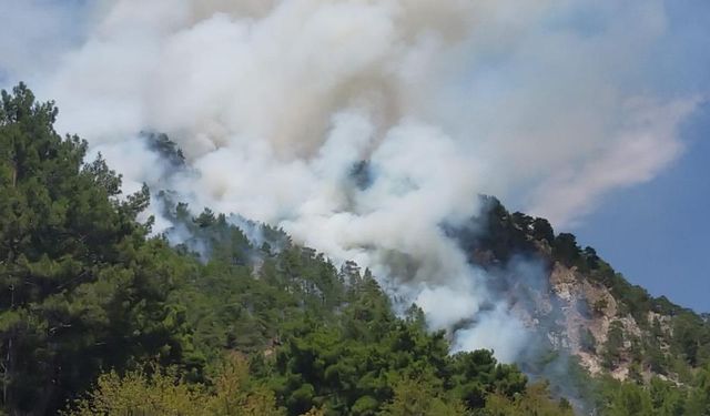 Antalya Kumluca'da orman yangını