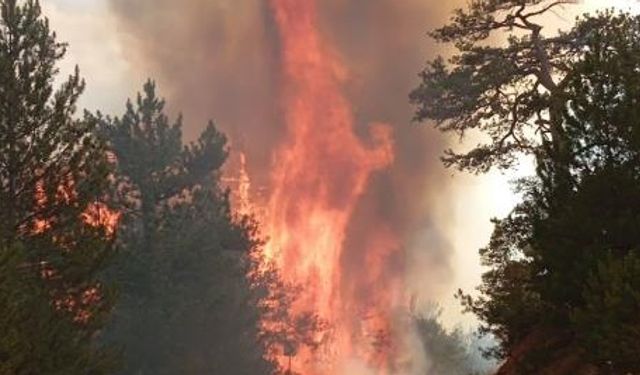 Bolu'da orman yangını: Yangın giderek büyüyor!
