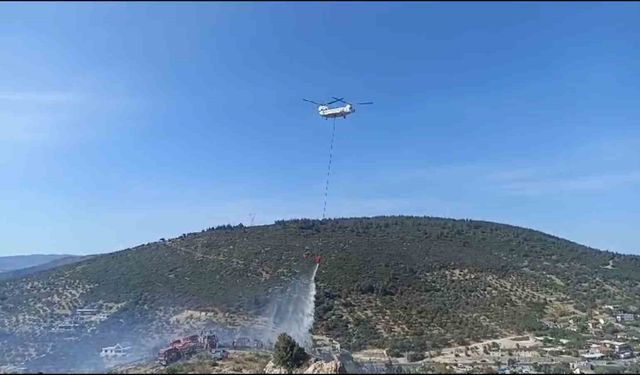 Foça’daki yangından etkilenen kaplumbağay itfaiye kurtardı