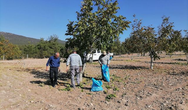 Bozkurt'ta ilk ceviz hasadı yapıldı