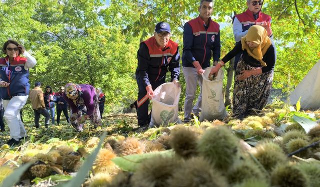 "Aydın kestane üretiminde birinci sırada yer alıyor"