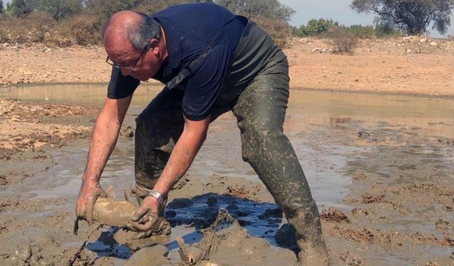 Muğla’da oksijensiz kalan sazan balıkları kurtarıldı