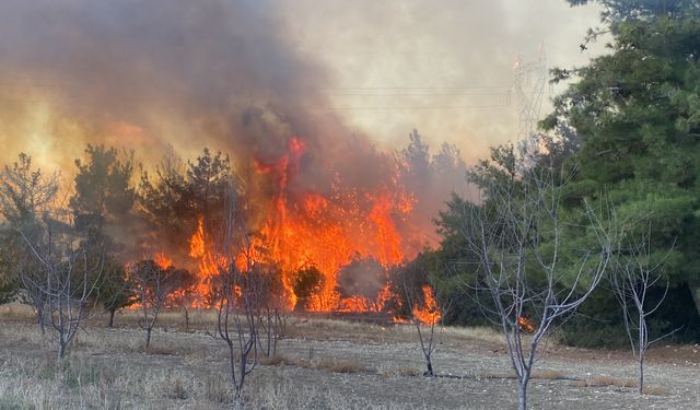 Çanakkale Lapseki'de orman yangını