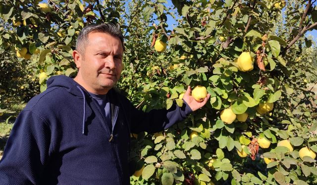 Ayvada hasat başladı, üreticisinin yüzünü güldürdü