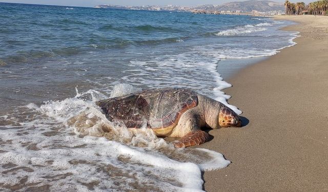 Kuşadası'nda avcılık alarmı: iki deniz kaplumbağası karaya vurdu!