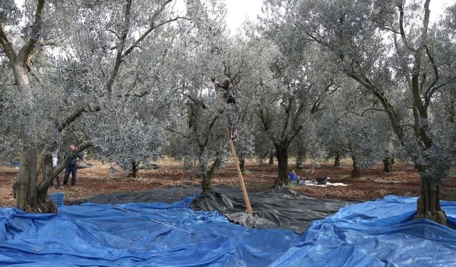 Zeytin fiyatlarında sert düşüş: Üretici maliyetlerini karşılamakta zorlanıyor!