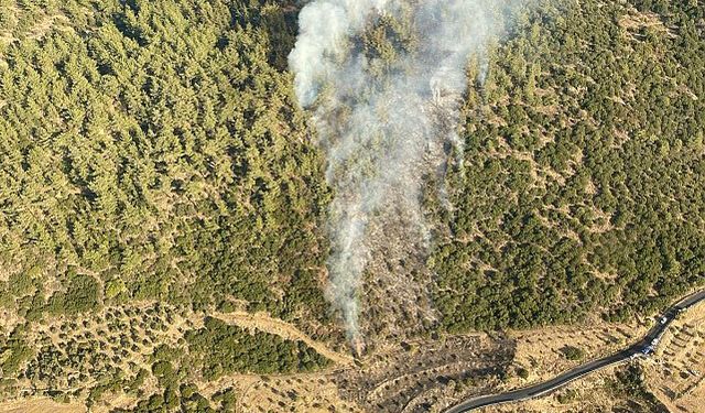 Aydın’da orman yangını: 4,5 hektar alan kül oldu