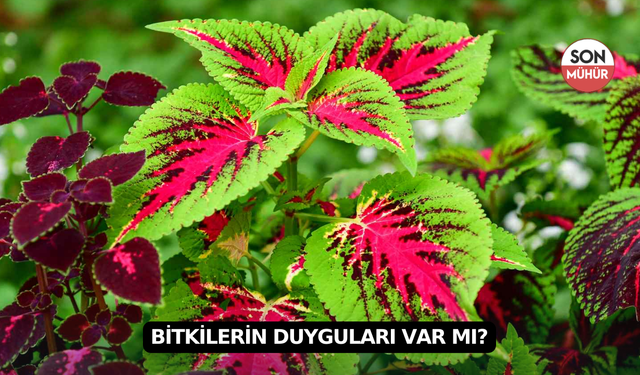 Bitkilerin Duyguları Var mı?