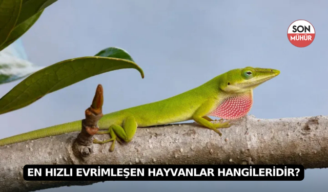 En Hızlı Evrimleşen Hayvanlar Hangileridir?