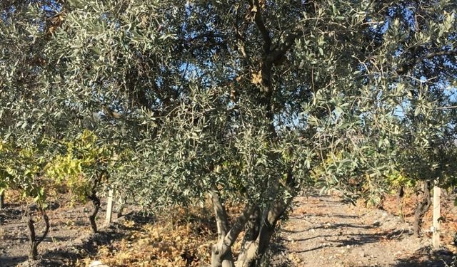 Manisa Büyükşehir Belediyesi'nden zeytin ağaçlarını koruma projesi