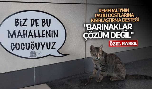 Kemeraltı’nın patili dostlarına kısırlaştırma desteği: "Barınaklar çözüm değil"