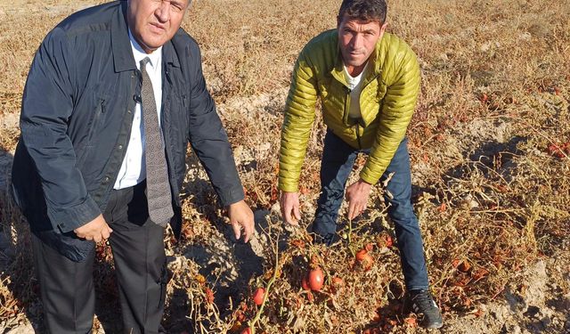 Domatesler tarlada çürüdü, üretici de tüketici de mağdur"