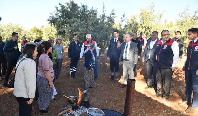 Denizli Valisi Coşkun, Beyağaç'ta çiftçilerle zeytin hasadına katıldı