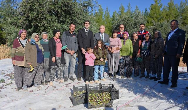 Denizli'nin zeytin üretimi artıyor: Beyağaç'ta hasat etkinliği yapıldı