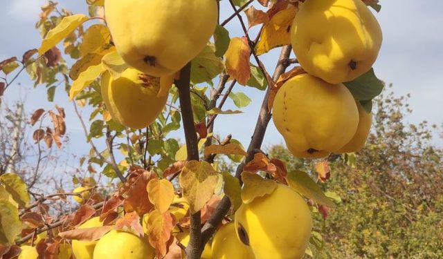 Manisa'nın meşhur Gördes Ayvası: Sağlıklı, lezzetli ve ekonomik