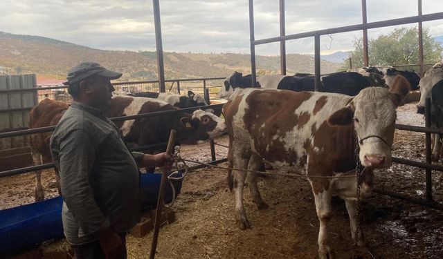 Manisa'dan firar eden inek, Denizli'de bulundu