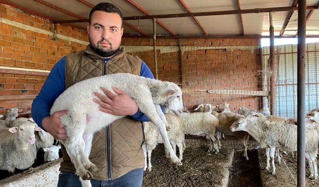 Çanakkale'de beş bacaklı doğan kuzu şaşırttı