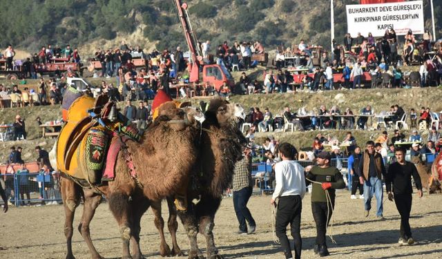 Buharkent'te deve güreşi heyecanı başlıyor