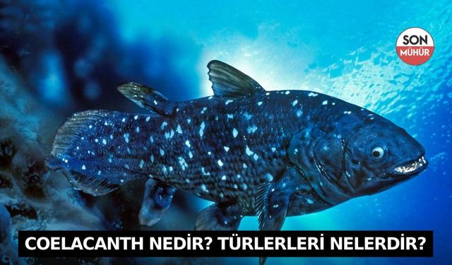 Coelacanth Nedir? Türlerleri Nelerdir?