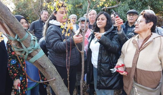 Pamukkale’de gönüllüler ağaç budama ve aşılama tekniklerini öğreniyor