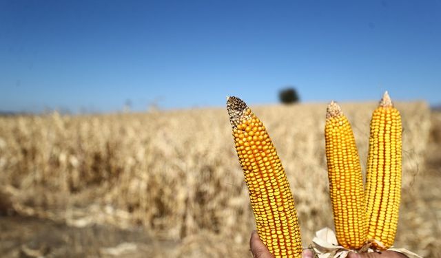 Denizli Büyükşehir'den tarımsal desteklerle üreticiye katkı