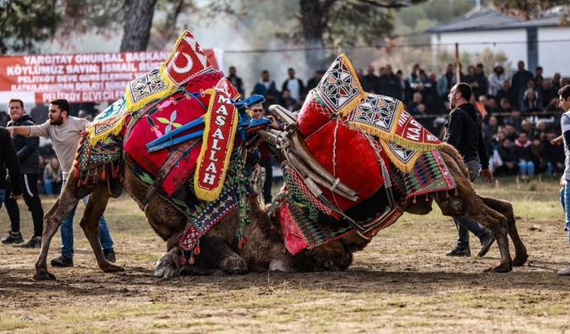 26. Geleneksel Pelitköy Deve Güreşleri tamamlandı