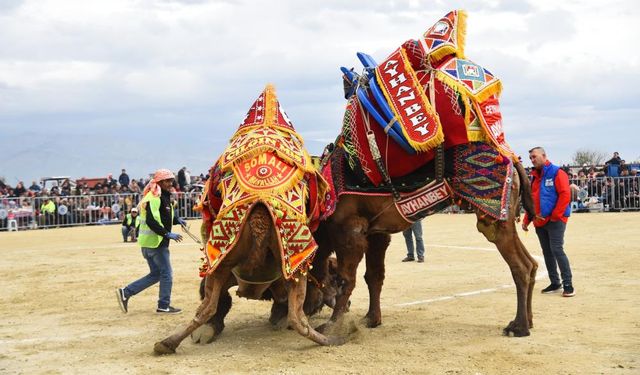 Aydın'da deve güreşi festivali olumsuz hava koşulları nedeniyle ertelendi!