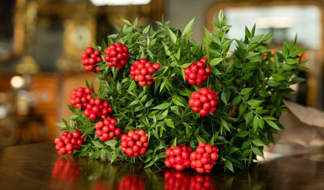 Yeni yılı müjdeleyen kokina ne zaman alınır? Faydaları var mı?