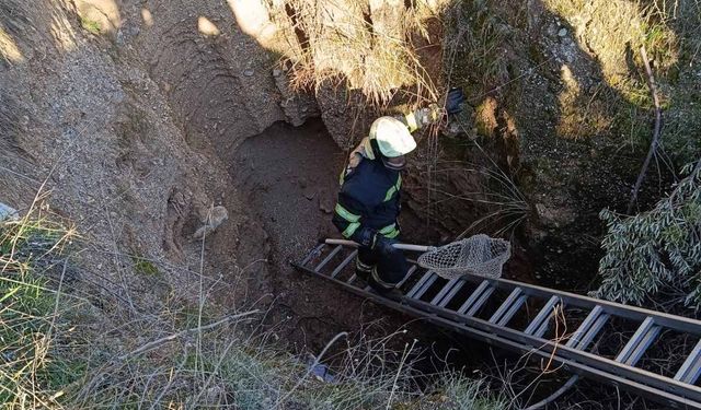 Turgutlu'da oklu kirpi operasyonu