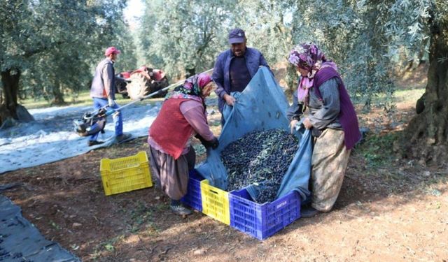 Türkiye'nin zeytinyağı ihracatında rekor artış: ABD'ye 5 kat daha fazla ihracat!