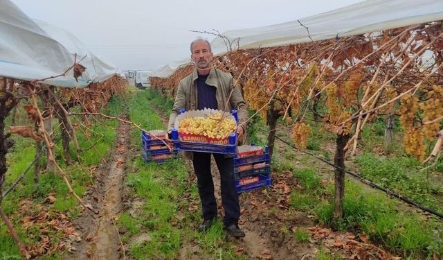 Manisa'da üzüm hasadı 6 aya uzadı, Türkiye'nin rekabet gücü yükseliyor